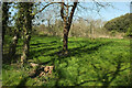 SX7762 : Meadow and woods near Huxhams Cross Farm by Derek Harper