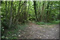 Footpath, Denge Wood