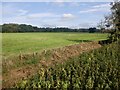 Grass field near Hindford