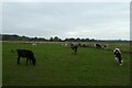 Cattle at Oak Tree Farm