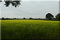 Rape fields south of Green Lane