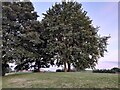 Trees by Ellen Road, Aylesbury