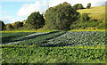 SX8970 : Crops, Haccombe by Derek Harper