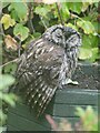 NY9363 : Young Tawny Owl by Oliver Dixon