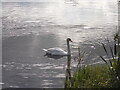 TF1703 : Swan at Cuckoo's Hollow, Werrington by Paul Bryan