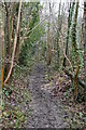 Footpath, Gold Hill Woods