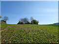 Covered reservoir near Callow