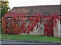 Vines on a barn in Easington