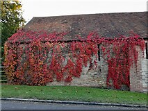 SP6810 : Vines on a barn in Easington by David Howard