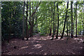 Path from High House Road to Fakenham Road passing through New Plantation, Beetley