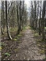 Path through wood near Mancot