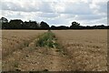 Footpath across arable field