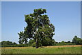 Solitary Shropshire tree