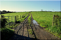 H4963 : Muddy track in field, Seskinore by Kenneth  Allen