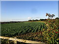 Field near Baxterhill