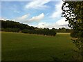 Thickthorn Wood seen from the B4115 near Ashow