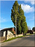SP6811 : Poplar trees on Thame Road, Chilton by David Howard