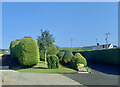 Topiary alongside the B180 in the townland of Goward