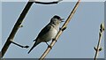 ST1334 : Male blackcap warbler by Marika Reinholds
