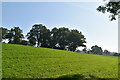 Pasture and trees