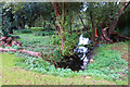 Wetland area at Parsonage Farm