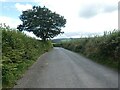 Lone tree, Meavy Lane