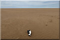 TF9246 : Dead guillemot on Bob Hall's Sand by Hugh Venables