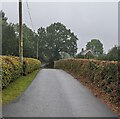 Hedge-lined road, Glascoed, Monmouthshire