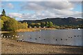 Ducks on Derwentwater at Campsite in Keswick