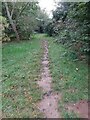 Footpath through an Orchard