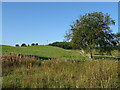 Hillside grazing, Mid Murthat