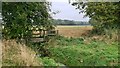 Overgrown and rickety footbridge