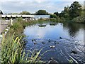 Duck pond at William Wheat