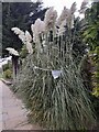 Pampas grass on Lyttelton Road, Hampstead Garden Suburb