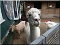 An alpaca at Vauxhall City Farm