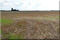 Stubble field near Stockton