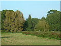 Grass and woodland near Radford Bank in Stafford