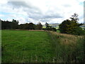 Grazing near Cottage Wood