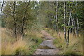 SU0906 : Path on edge of woods by David Martin
