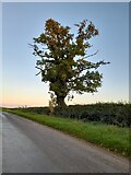 SP4547 : Lone tree on Oxhey Hill, Cropredy by David Howard