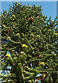 Monkey puzzle tree, Brunel Road, Broadsands