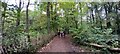 Footpath in Ecclesall Woods