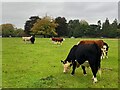 SO8601 : Cattle grazing on The Park by Graham Hogg