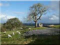 Ash tree, cabin and sheep