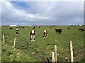 SD1866 : Grazing cattle, Walney Island by Eirian Evans