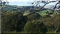 Coed ger Prenol / Trees near Prenol