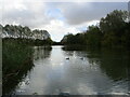 Lake in Brierley Forest Park