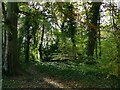 Path along the southern edge of Morris Wood