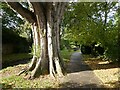 Mature Poplar tree in  