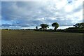 Fields near Lodge Farm